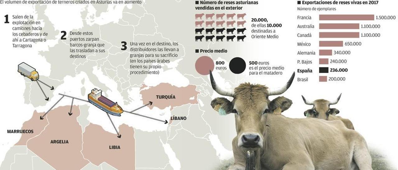 Oriente Medio consume al año 10.000 reses asturianas cebadas en España