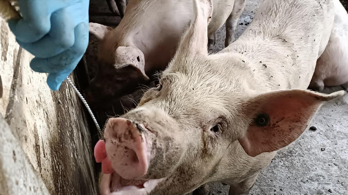 Dos cerdos en una granja murciana