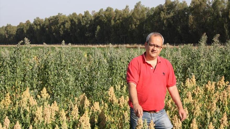 ¿Y si plantamos quinoa en Extremadura?