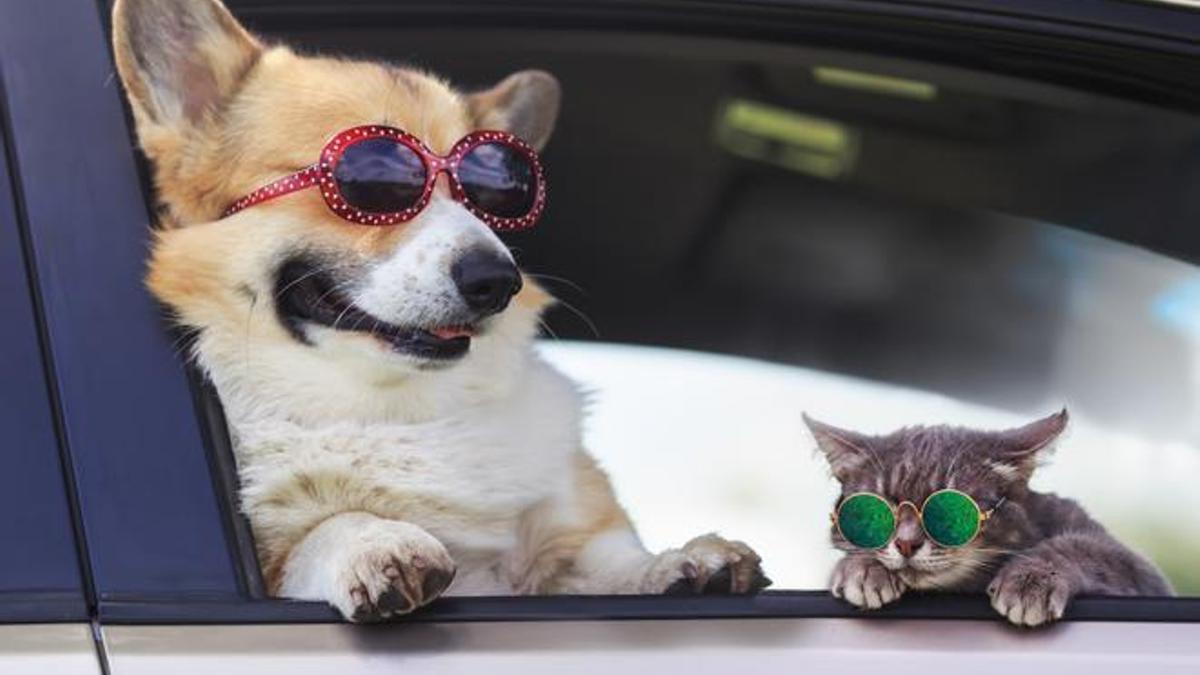 Un perro y un gato apoyados en la ventanilla de un coche.