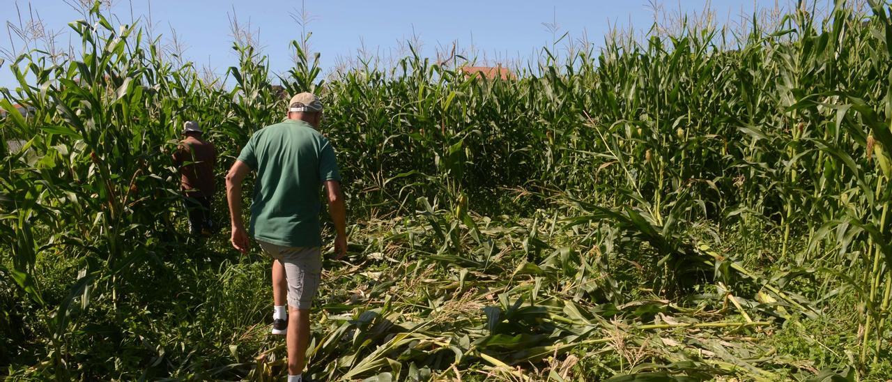 Daños causados por el jabalí en una plantación de maíz, en Meaño