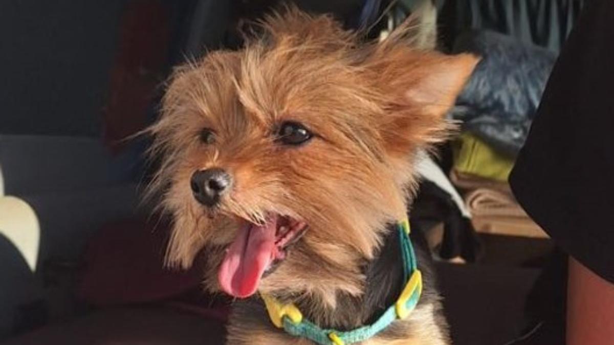 Huye tras arrollar a una perrita y deja a un niño de 14 años solo con el animal agonizando