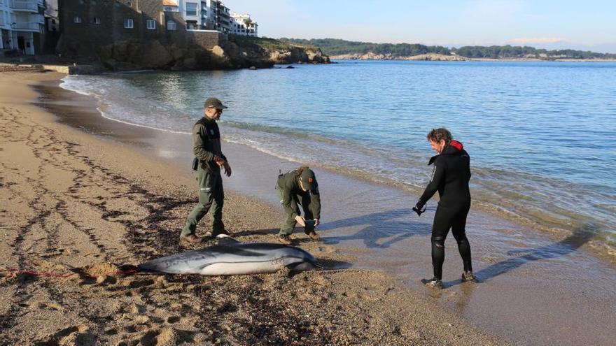 Els Agents Rurals retiren el dofí trobat mort a l&#039;Escala