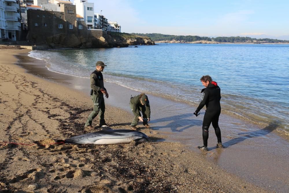 Retiren el dofí mort d'una platja de l'Escala