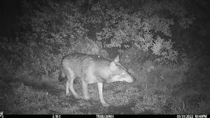 El lobo detectado en la Serralada de Marina.