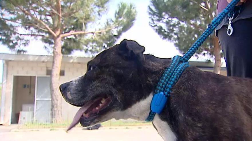 El Seprona retira 10 perros de la finca de Madrid donde fue atacado un niño de 3 años
