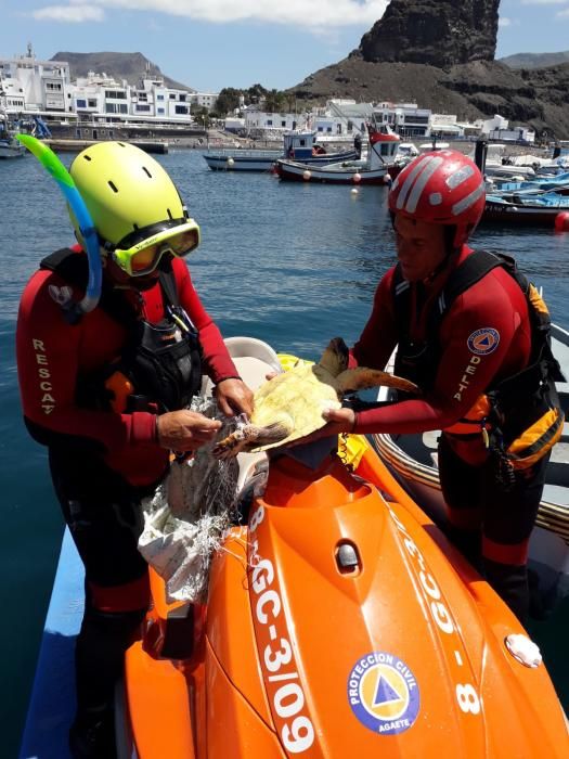 Protección Civil ayuda a una tortuga boba