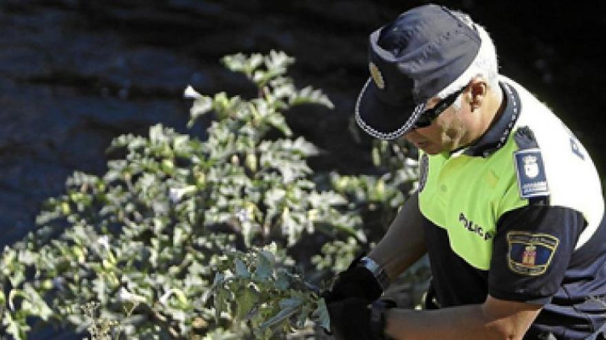 Retiradas plantas de estramonio en el Paseo Fluvial de Badajoz