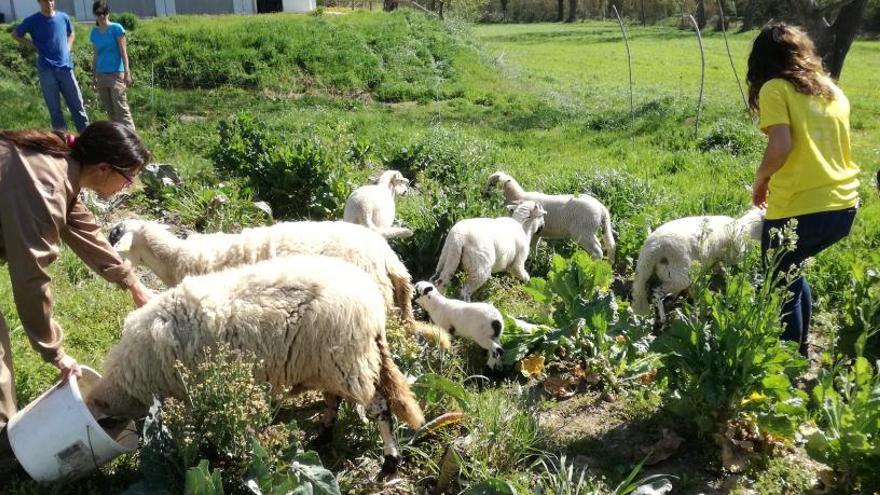 Instal·lacions de l&#039;Escola Agrària a Can Poc Oli