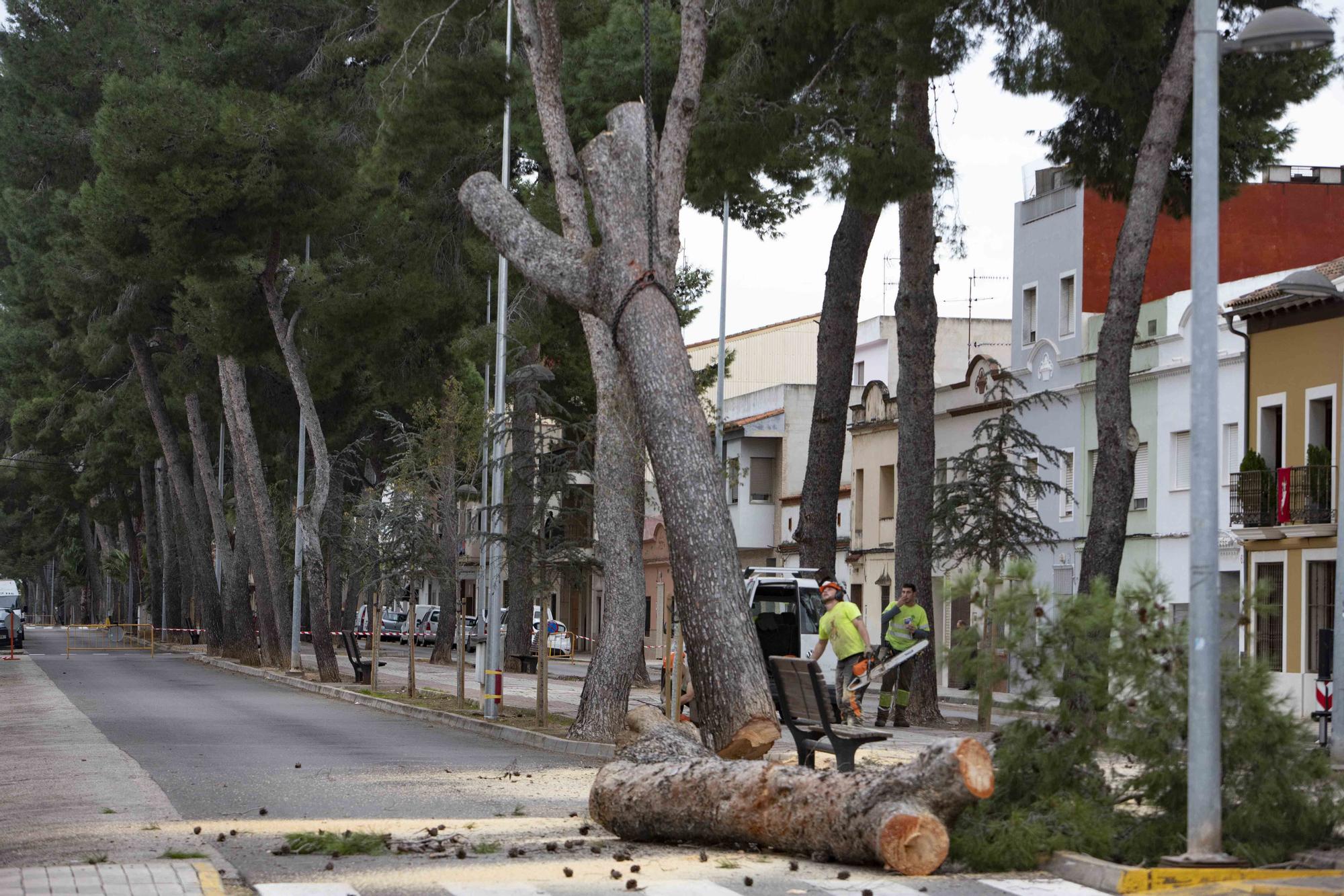 Empieza la tala de los pinos de la Gran Vía