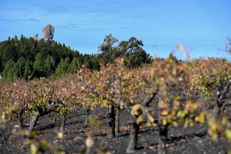 15-10-19 SUPLEMENTOS. ZONA CUMBRERA. ZONA CUMBRERA. Reportaje zonas quemadas tras dos meses. Reportaje triple entrega sobre el paisaje quemado, al cumplirse dos meses. La primera parte será Los tesosos de la Cumbre, en plan más positivo, con los brotes verdes, lugares que visitar. Un segundo con los héroes sin capa, sus protagonistas y una tercera con Lo que el fuego se llevó o Lo perdido, la parte más triste.  Fotos: Juan Castro.  | 15/10/2019 | Fotógrafo: Juan Carlos Castro