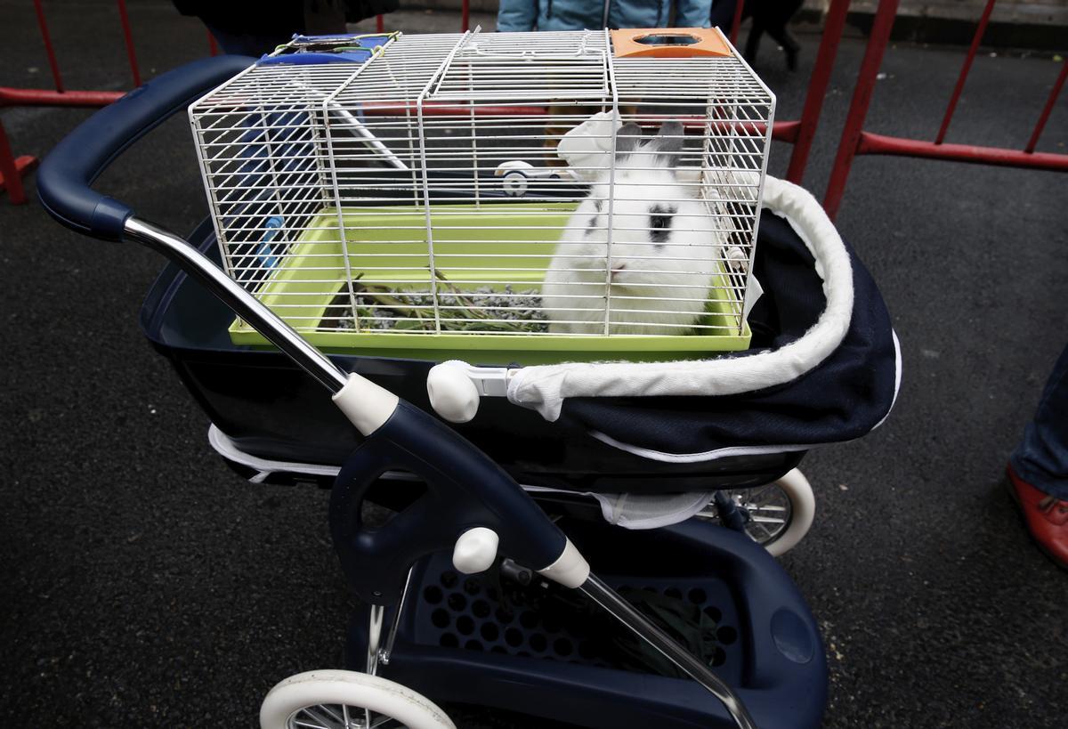 Un conejo en un carrito durante la festividad de San Antón