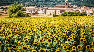 La comida favorita de la Reina Letizia se hace en Soria y no es lo que te esperas