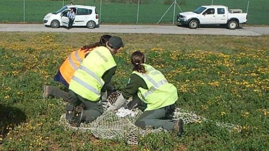 Capturen un voltor negre a l&#039;aeroport de Girona