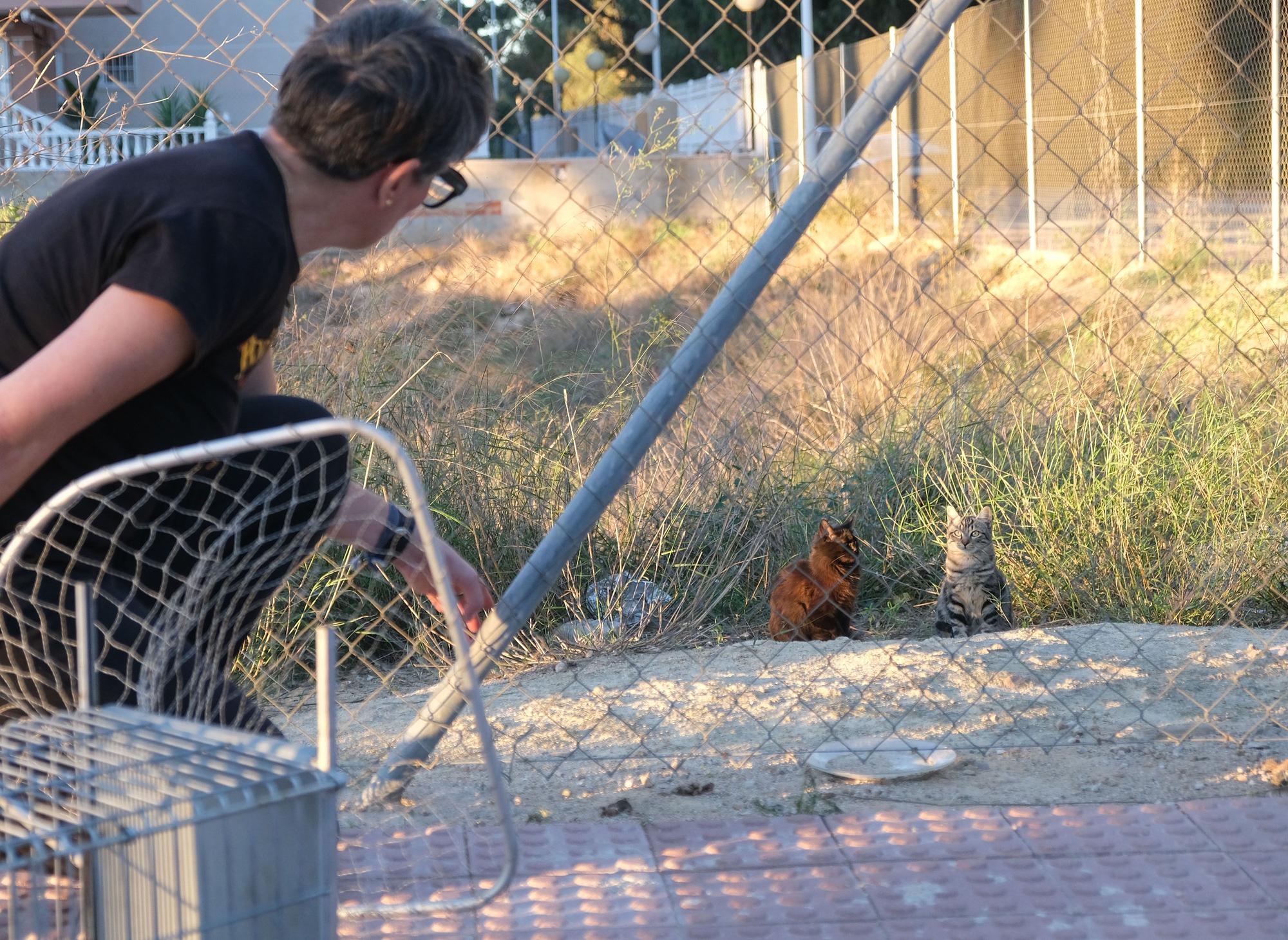 La Asociación Animalia de Guardamar trabaja en el control de colonias felinas en la localidad