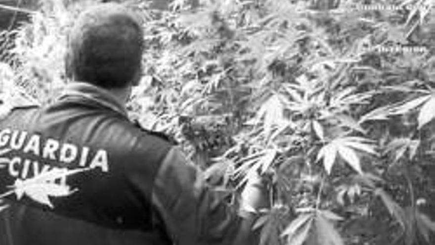 18 detenidos y un imputado por el cultivo de drogas en 14 municipios