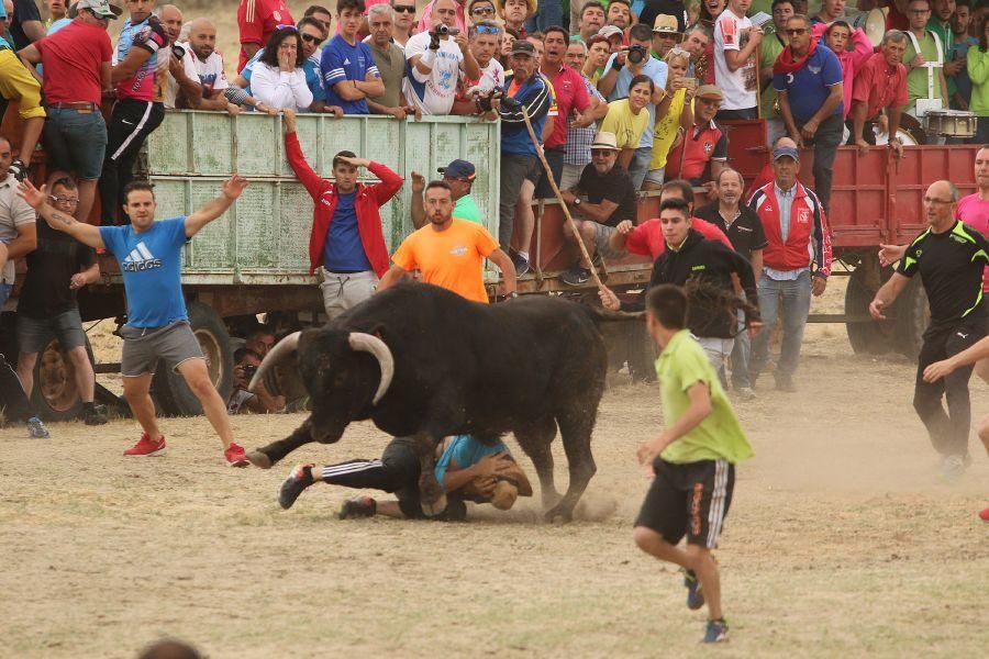 Segundo encierro taurino en Guarrate