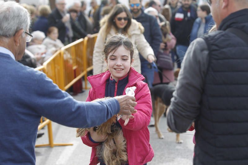 Benidición de animales en la Ermita de Vera y en la Punta