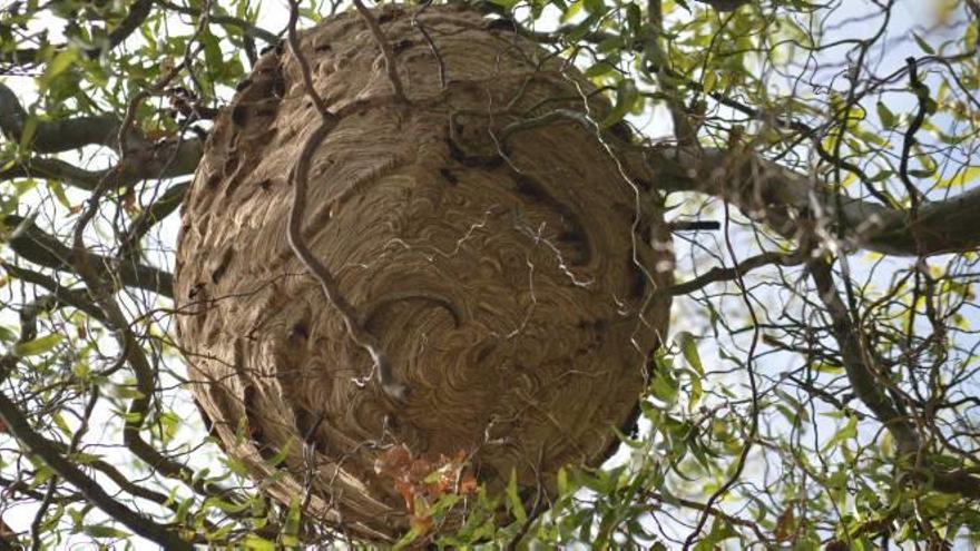 Niu de &#039;Vespa velutina&#039; en un arbre de la zona d&#039;horts del barri vell de Berga, el 2017