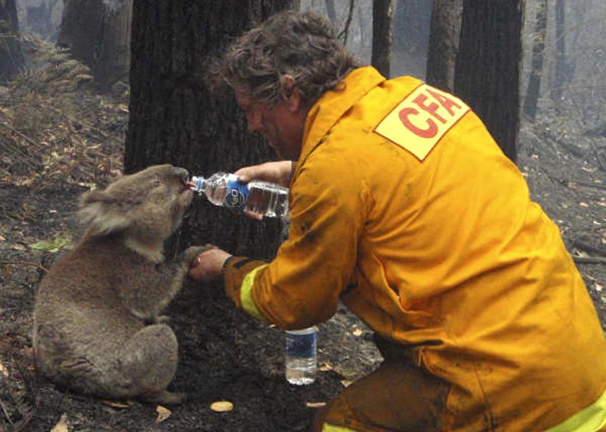 Un miembro de los equipos de Emergencias da de beber a un koala afectado por los incendios del 'verano negro'.