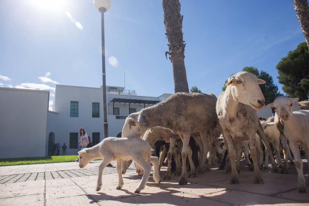 Ovejas por la Universidad