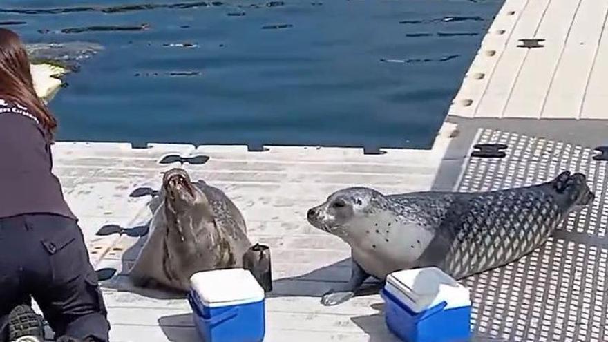 Las focas del Aquarium estrenan nuevo sanatorio