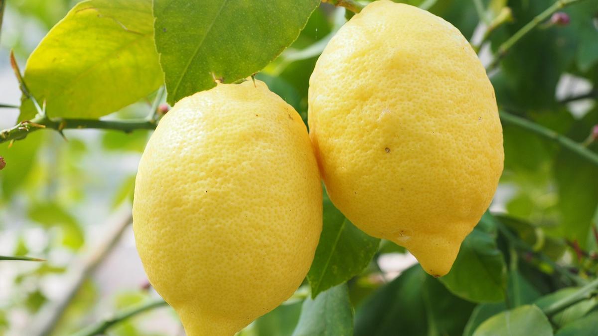 Un par de limones.