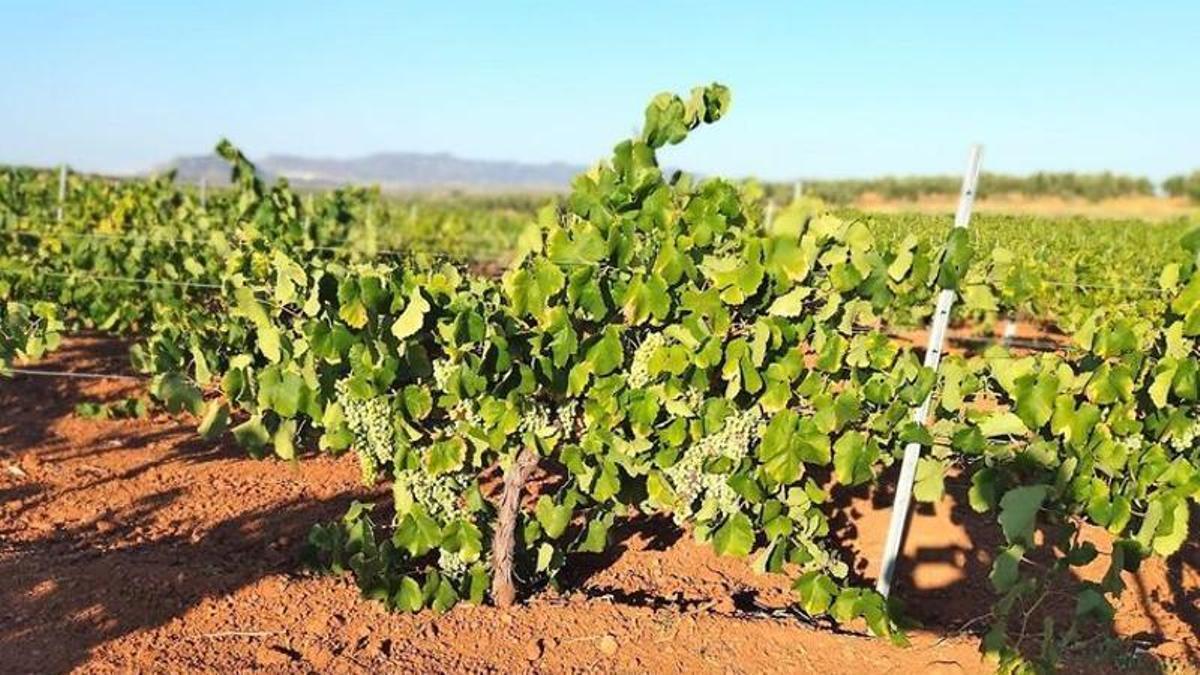 Viñedos.