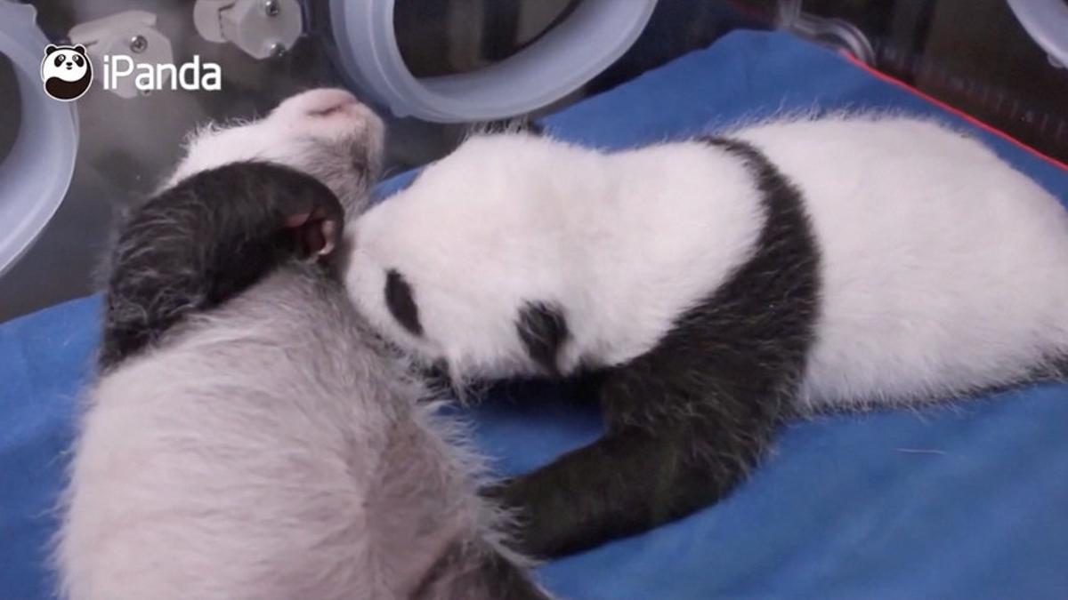 Los osos panda han sido trasdladados a Chengdu, en la provincia china de Sichuan.