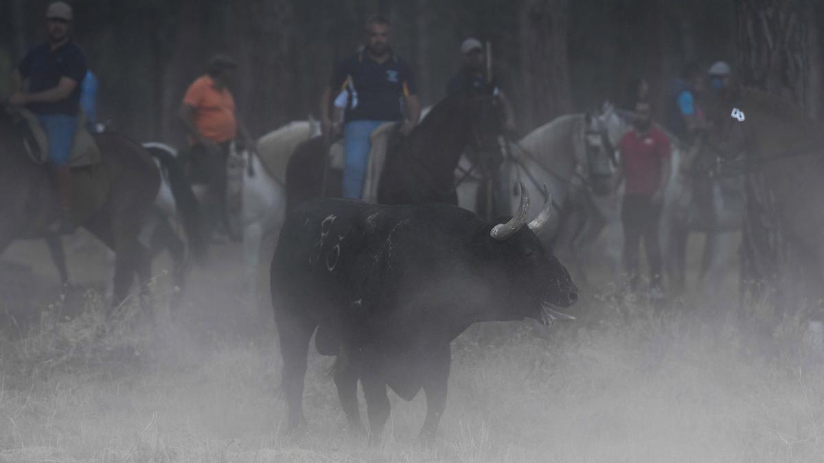 Los festejos del Toro de la Vega, en imágenes