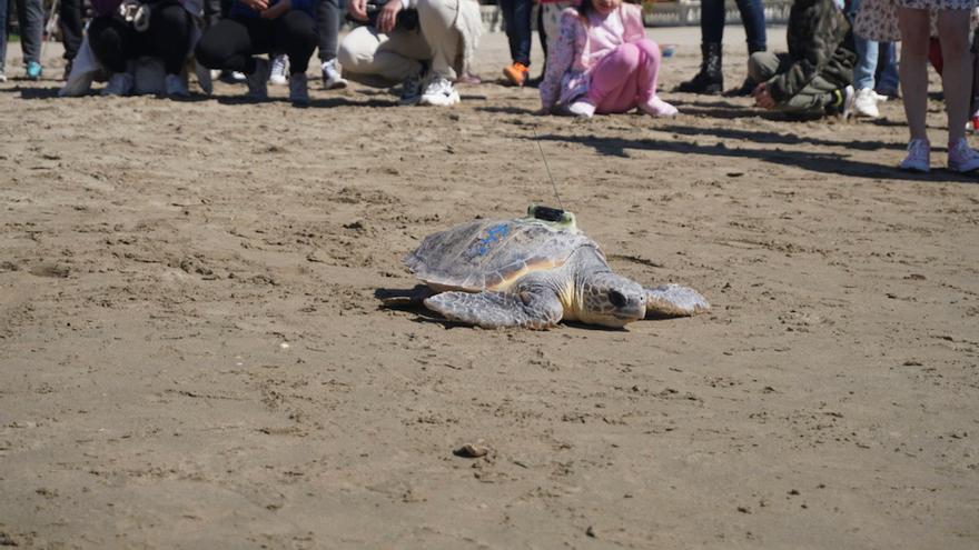 La tortuga &#039;Paz&#039; vuelve al mar en Benicàssim arropada por 80 familias ucranianas