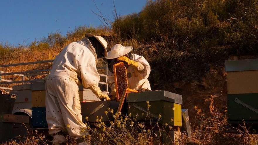 Los apicultores de Gallegos del Campo trabajando en el colmenar.