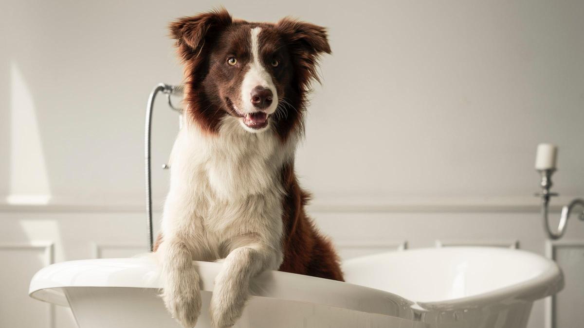 La higiene de tu perro o gato resulta clave para prevenir malos olores en el hogar