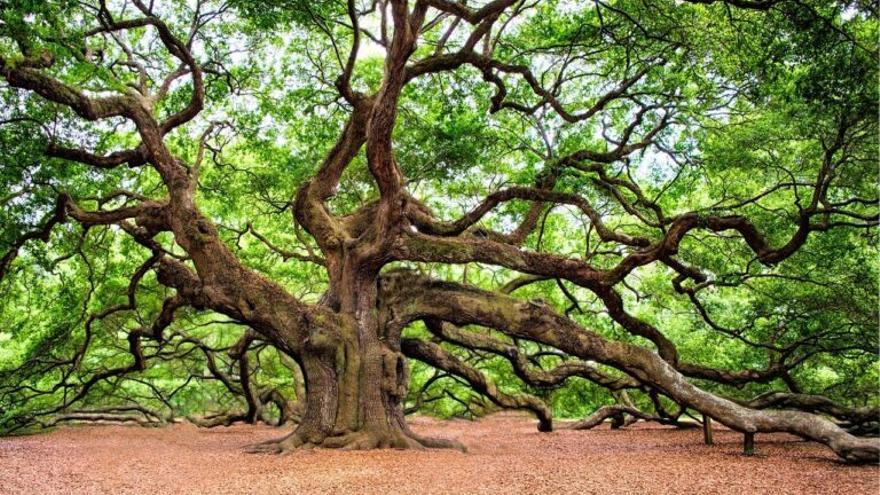 Los bosques vírgenes europeos sucumben al calentamiento global