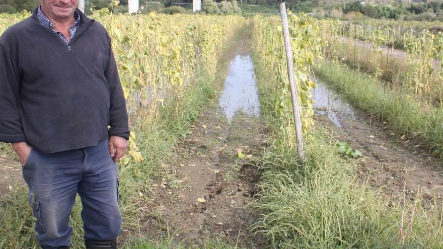 Pedro González, ayer, junto a una de las fincas de faba anegadas.