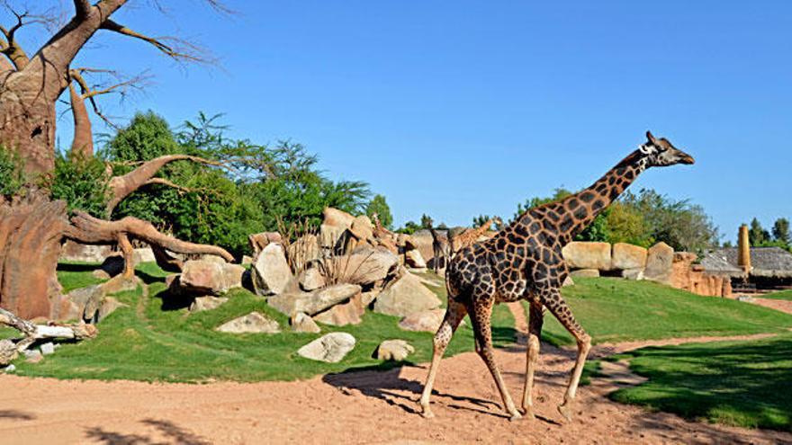 Este fin de semana ¡Escápate! a Bioparc Valencia por sólo 14 euros