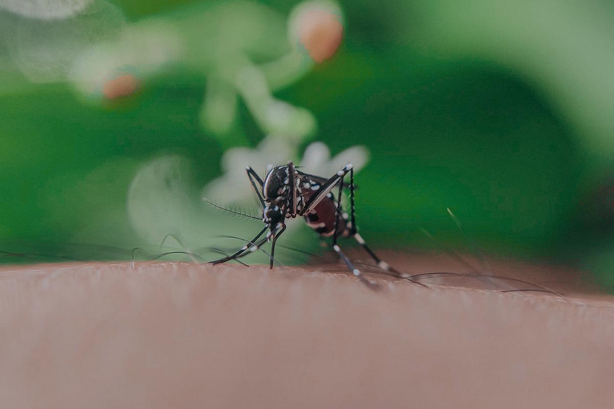 Hay determinados grupos sanguíneos que atraen más a los mosquitos.