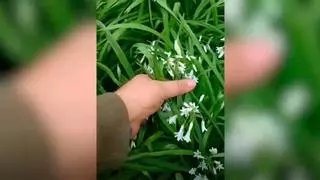 «El hombre del bosque» destaca la floración del ajo silvestre en Galicia y reivindica su valor culinario