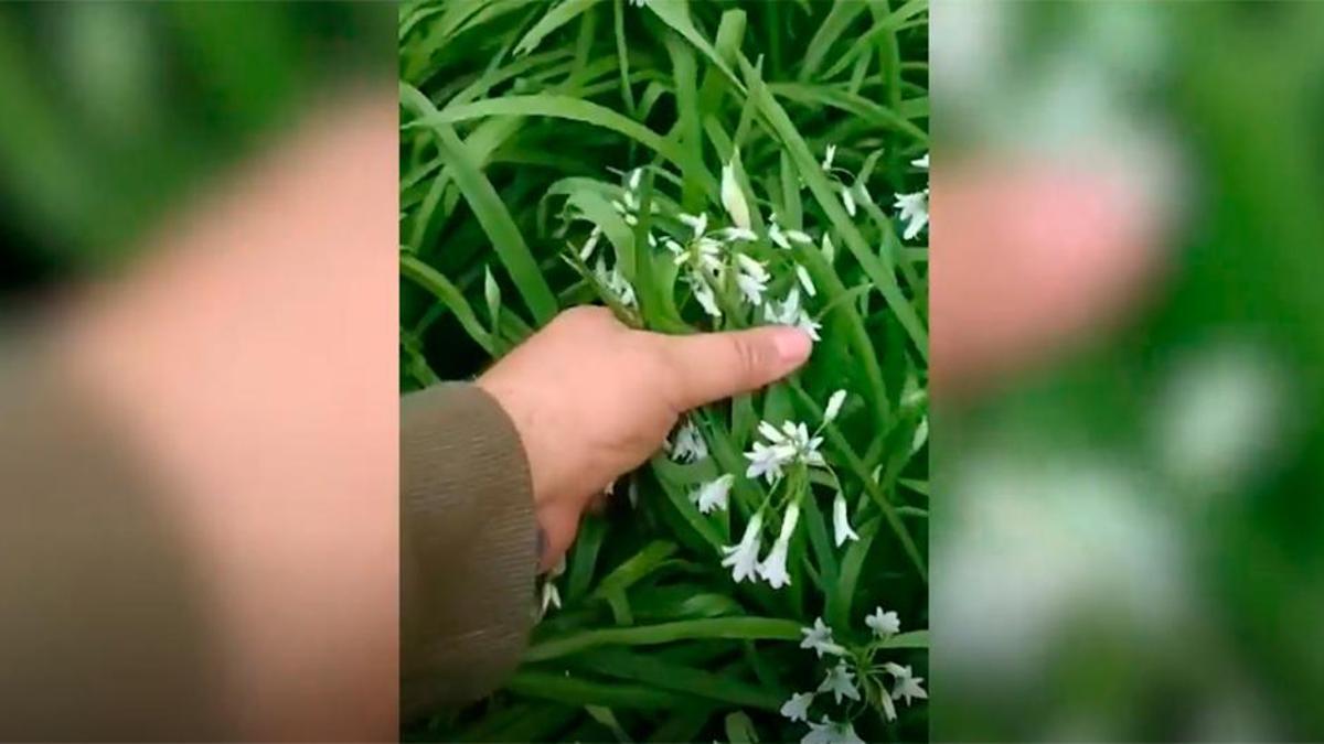 «El hombre del bosque» destaca la floración del ajo silvestre en Galicia y reivindica su valor culinario