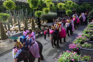 Ceremonia de firma de licencias de matrimonio en elefantes, el día de San Valentín, en el Jardín Tropical Nong Nooch en Chonburi, Tailandia