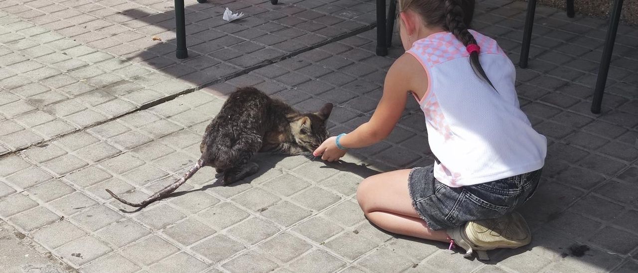 Una niña juega con un gato sin dueño.