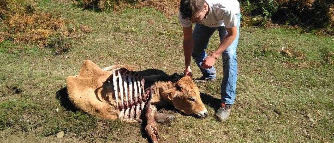 El ganadero Pablo González, con uno de sus terneros matados por el lobo en un monte de Zurea (Lena).