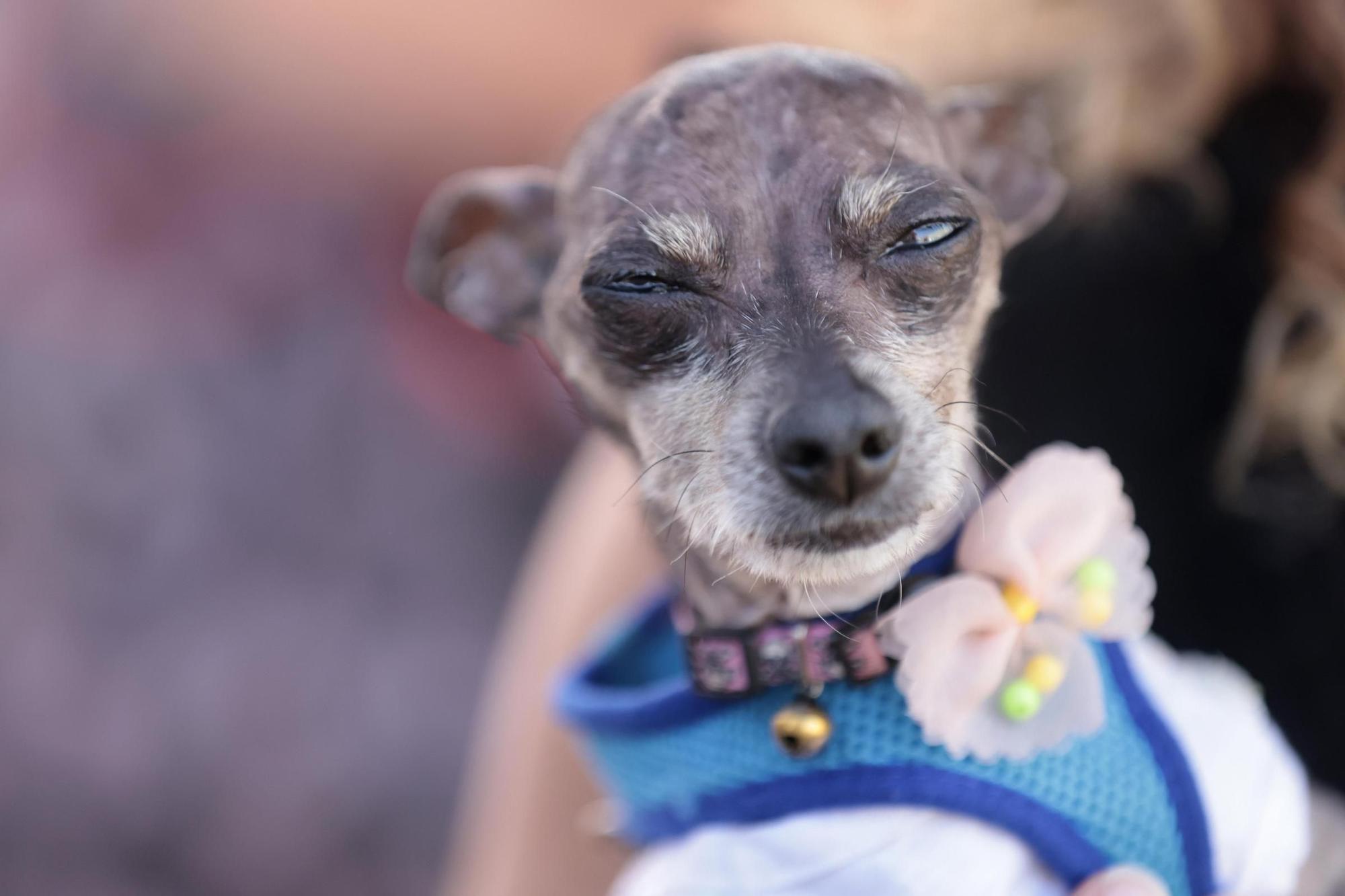 Las mejores imágenes del concurso 'El perro más feo del mundo'