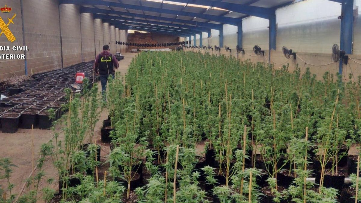Un guardia civil, en una de las naves donde se encontraban las plantas.