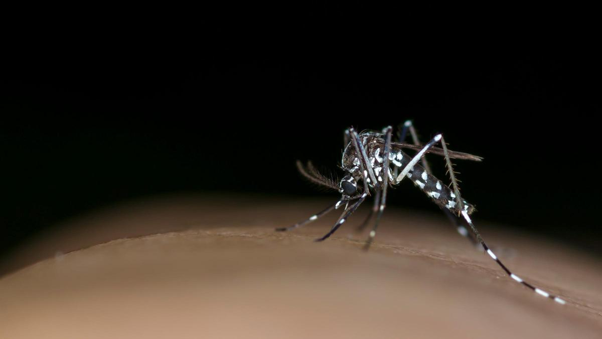 Un mosquito del dengue