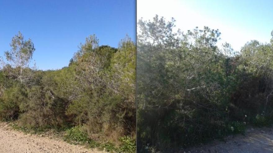 Paterna ultima la ejecución de los trabajos de clareo de la zona de La Vallesa