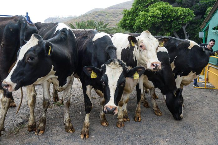 El Cabildo recibe 33 vacas