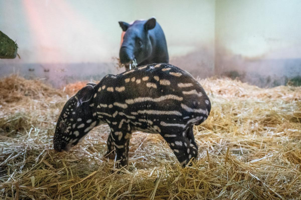 La cría de tapir malayo