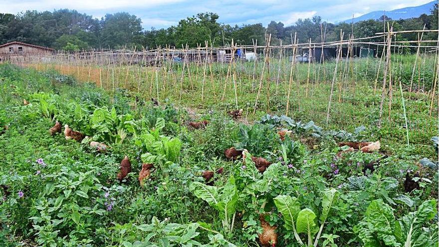 Un hort regeneratiu a Sant Ferriol.  | ACN