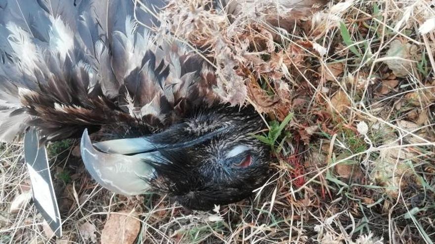 Sabino fue hallado muerto bajo un tendido eléctrico propiedad de Endesa.